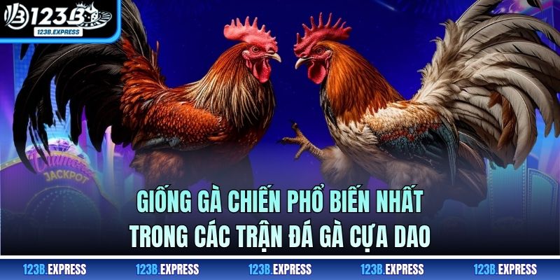 Giống gà chiến phổ biến nhất trong các trận đá gà cựa dao
